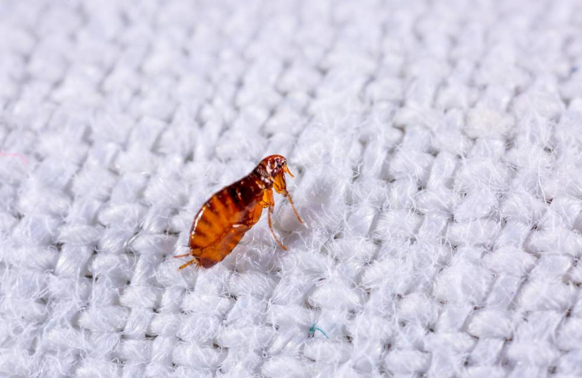 killingsworth environmental how to treat fleas in your home 118447 original