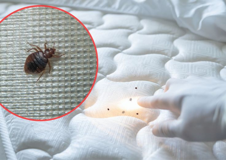 شركة مكافحة بقّ الفراش في عين شمس الألمانية الأصليــــة |01030952858