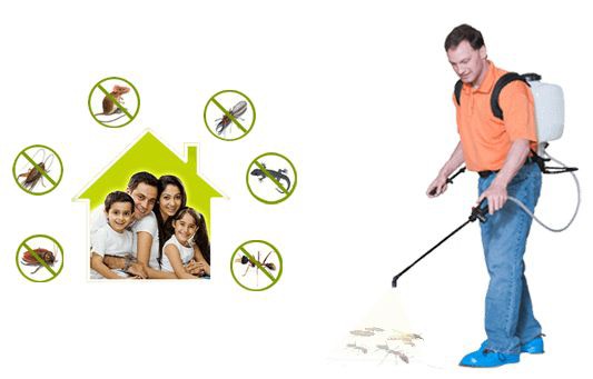 شركة مكافحة حشرات في جسر السويس 01030952858 بخصم 60%