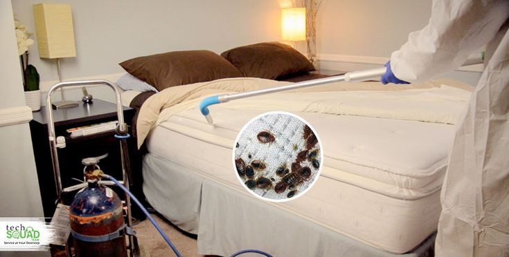 شركة إبادة بق الفراش في 6 أكتوبر  01030952858  الألمانية الأصلية