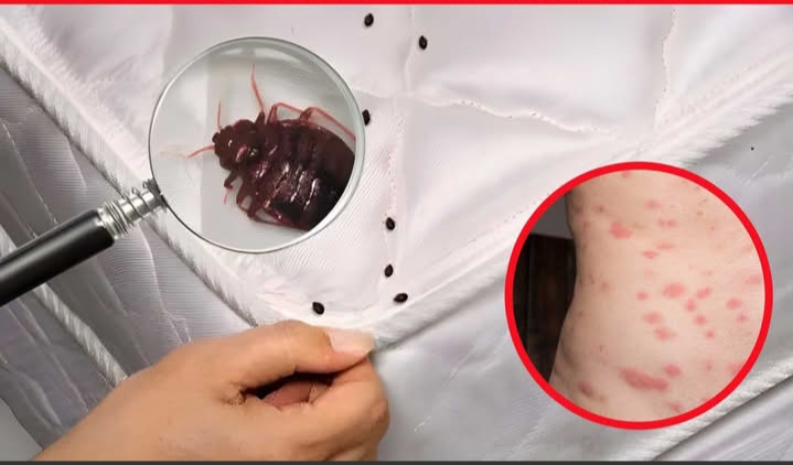 الألمانية الأصلية لإبادة بق الفراش في مدينتي |01030952858 جلفار بست كنترول