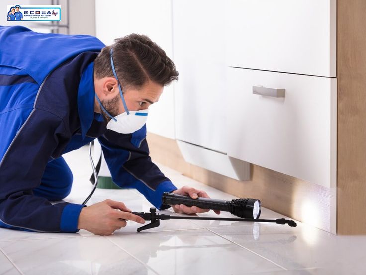 شركة مكافحة حشرات في طنطا 01030952858 بخصم 68%