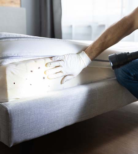 شركة مكافحة حشرات في الشرقية 01030952858 بخصم 60%