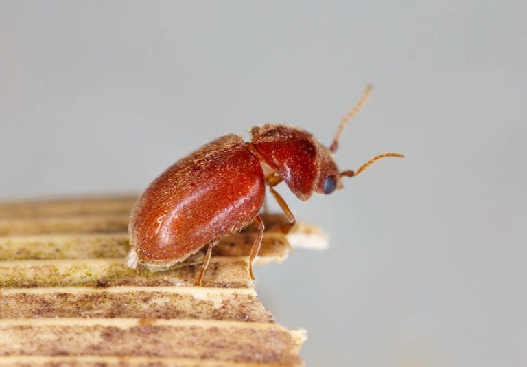 شركة مكافحة السوس 01030952858 بخصم 55% | الألمانية الأصلية