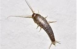 شركة مكافحة السمكة الفضية 01030952858 بخصم 55% | الألمانية الأصلية