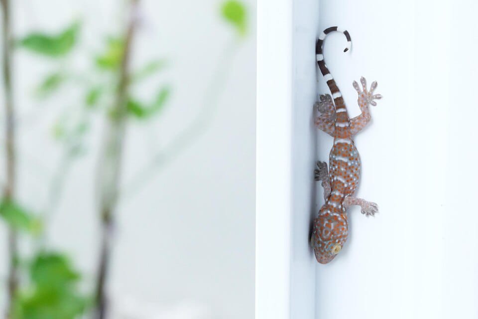 شركة مكافحة الأبراص 01030952858 بخصم 55% | الألمانية الأصلية