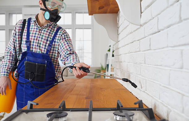 شركة مكافحة حشرات في حلمية الزيتون بخصم 60% | 01030952858