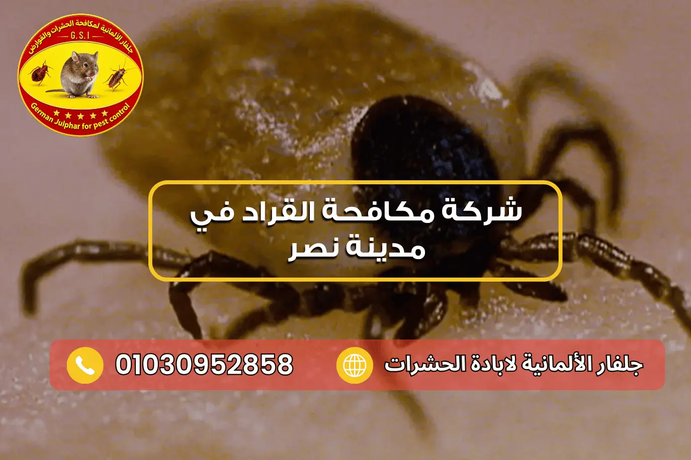 رقم شركة مكافحة القراد في مدينة نصر جلفار 01030952858