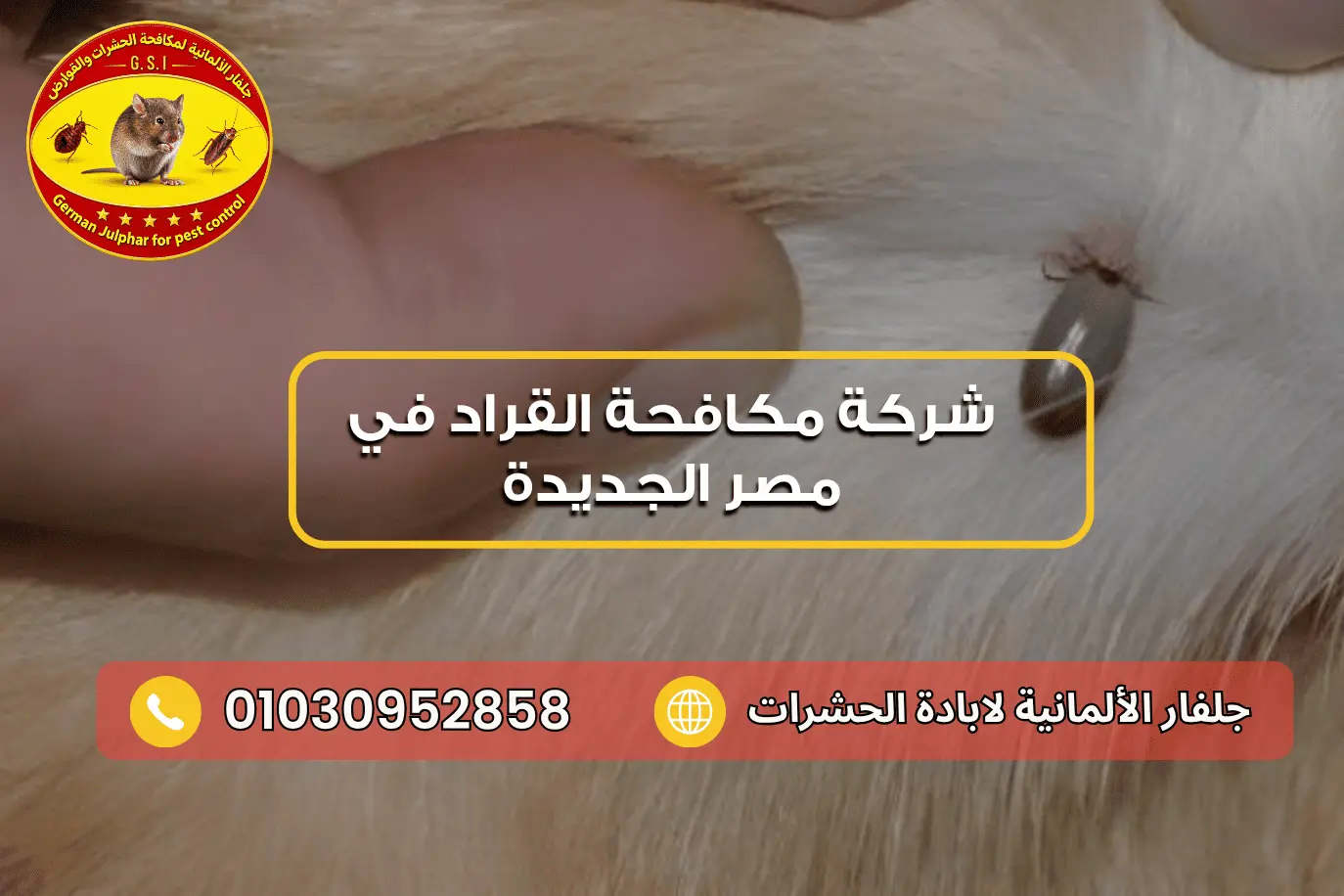 رقم شركة مكافحة القراد في مصر الجديدة جلفار 01030952858