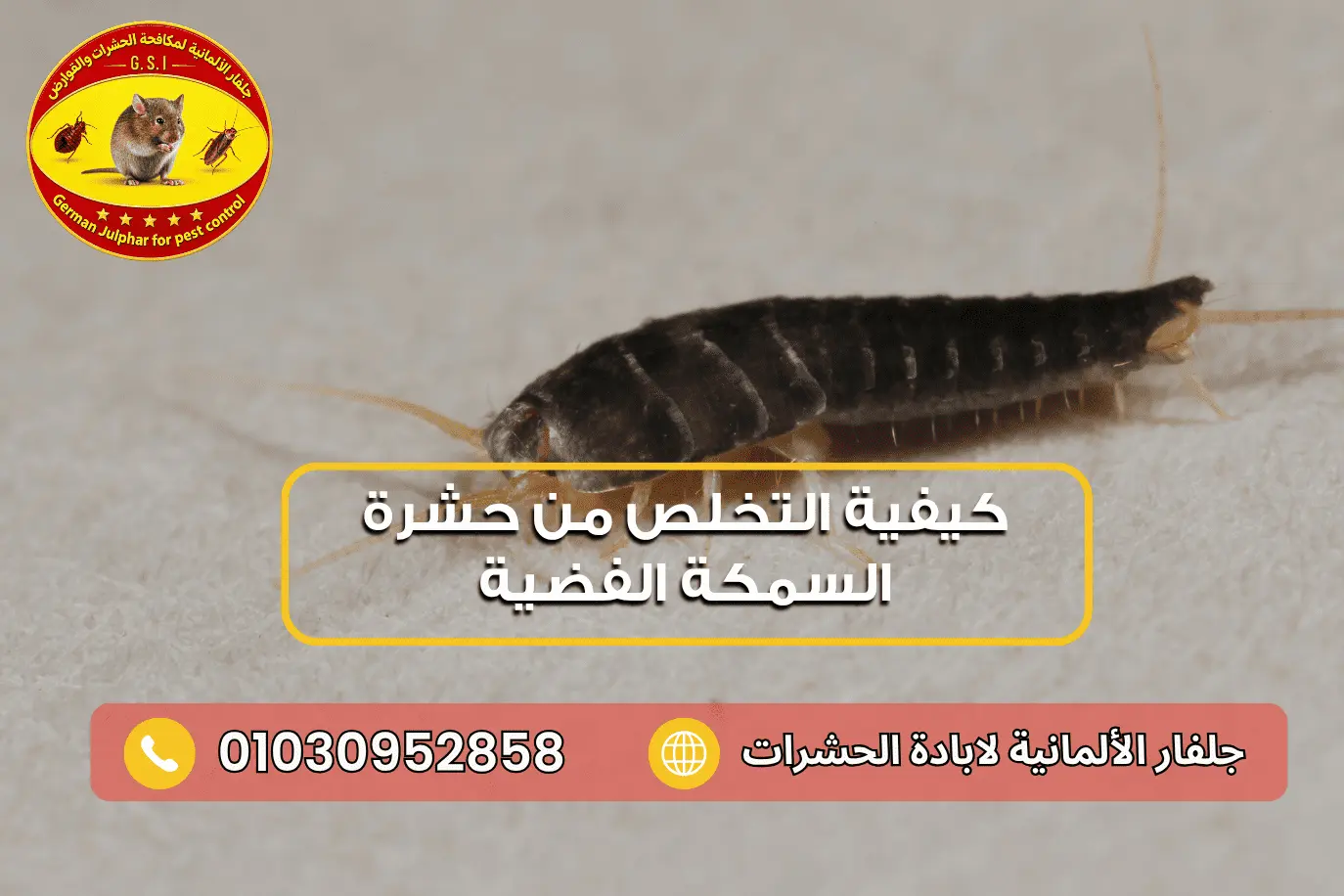 أسباب ظهور السمكة الفضية في المنزل جلفار 01030952858