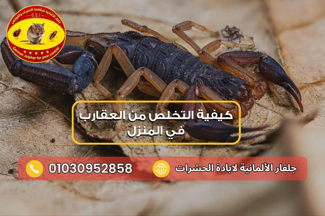 أسباب ظهور العقارب في المنزل مع جلفار 01030952858