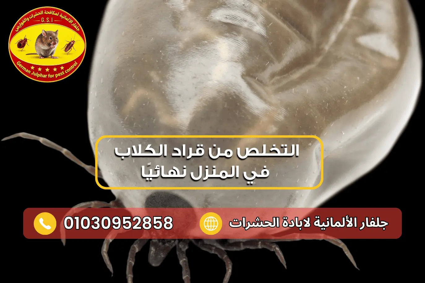أسباب ظهور القراد في المنزل جلفار 01030952858