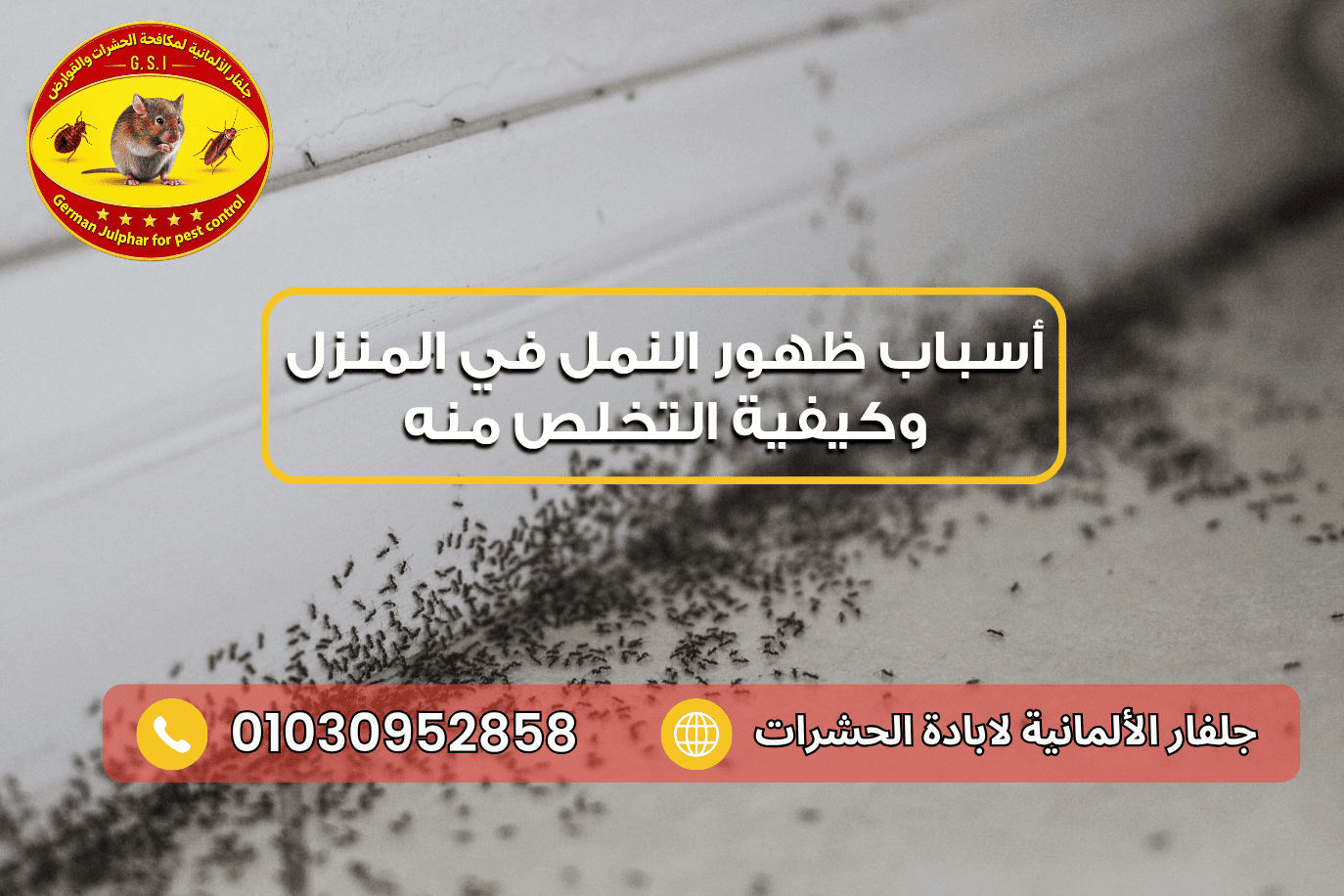 أسباب ظهور النمل في المنزل مع جلفار 01030952858