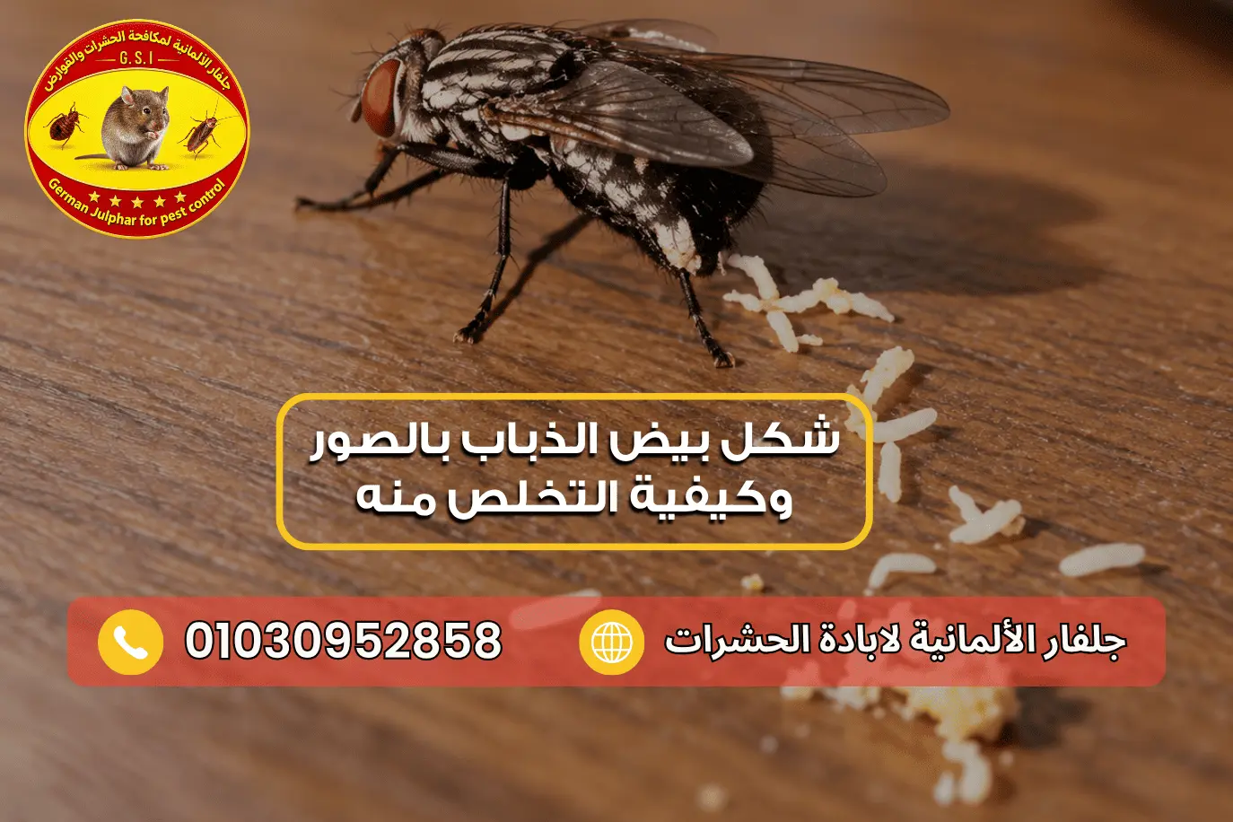 أسباب ظهور بيض الذباب في البيت مع جلفار 01030952858