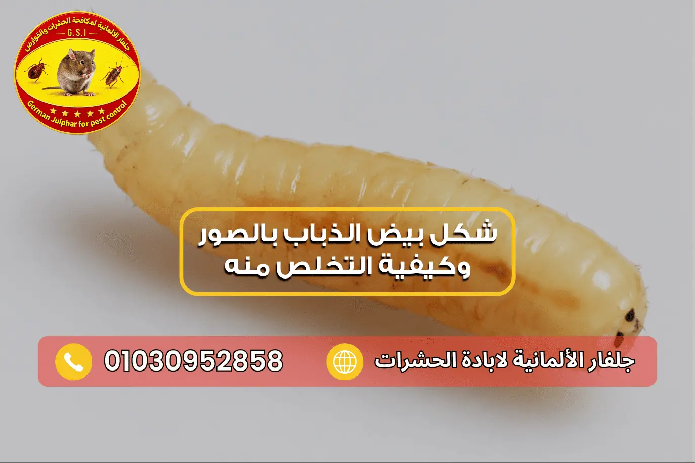 الفرق بين بيض الذباب واليرقات على الطعام
