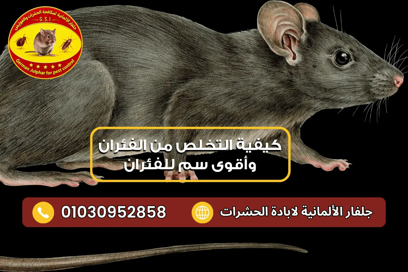 أفضل سم للفئران مع جلفار 01030952858
