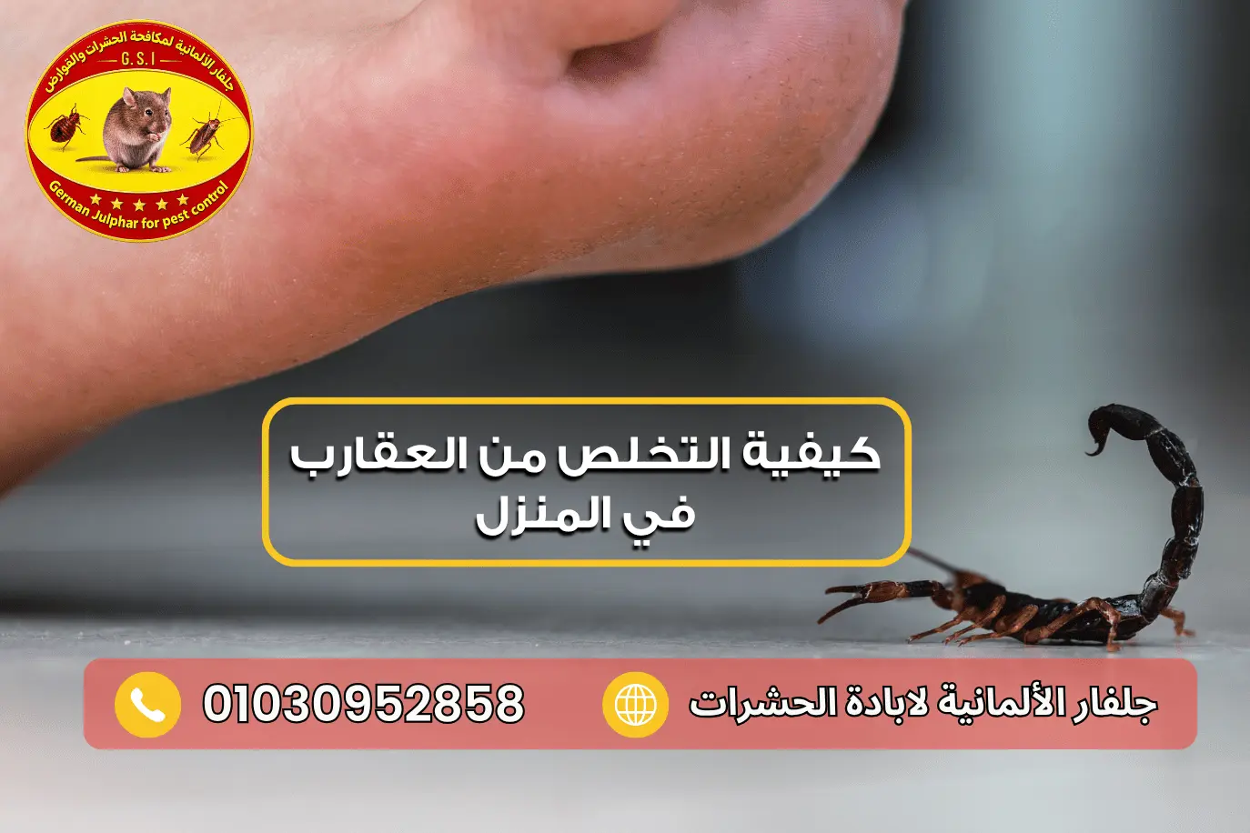 أماكن اختباء العقارب في المنزل مع جلفار 01030952858