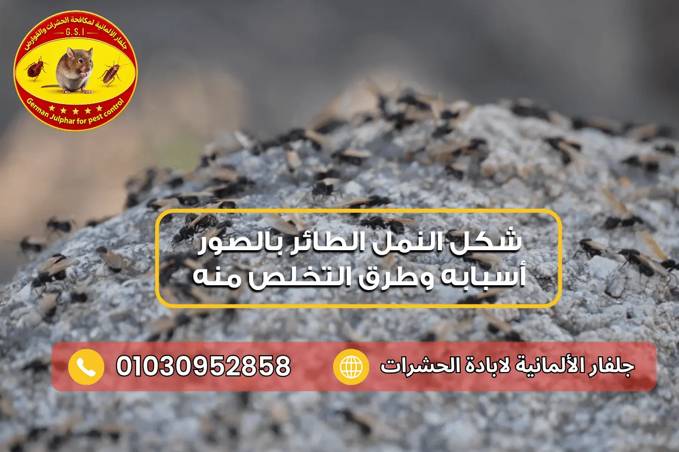 أنواع النمل الطائر جلفار 01030952858