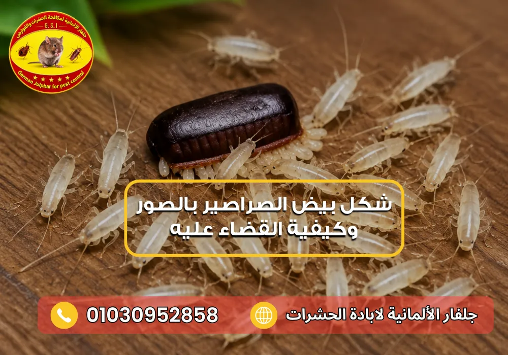 أين تضع الصراصير بيضها مع جلفار 01030952858