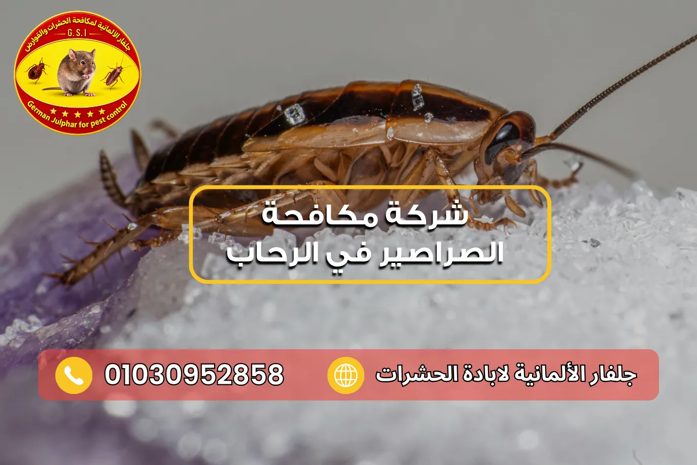 إبادة الصراصير نهائيًا في الرحاب مع جلفار 01030952858