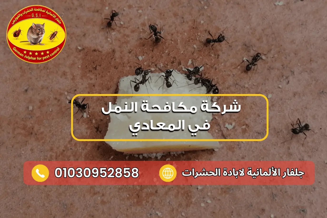 إبادة النمل في المعادي جلفار 01030952858