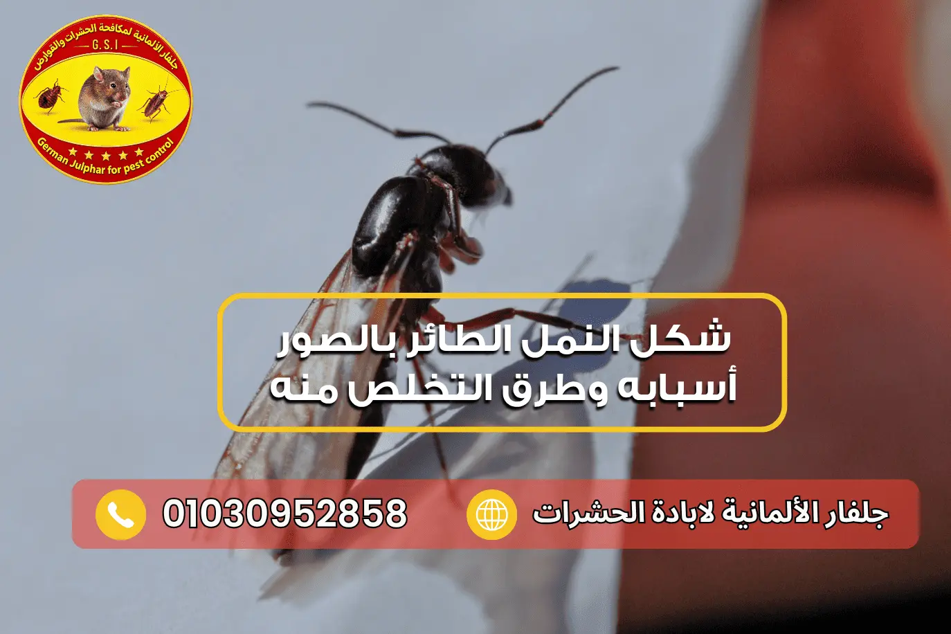 اسباب النمل الطائر في المنزل جلفار 01030952858
