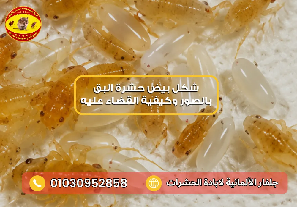 اسباب ظهور بق الفراش في المنزل جلفار 01030952858