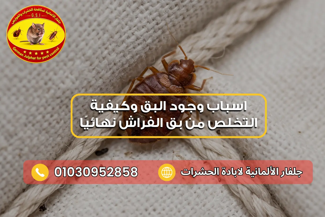 اسباب وجود البق جلفار 01030952858