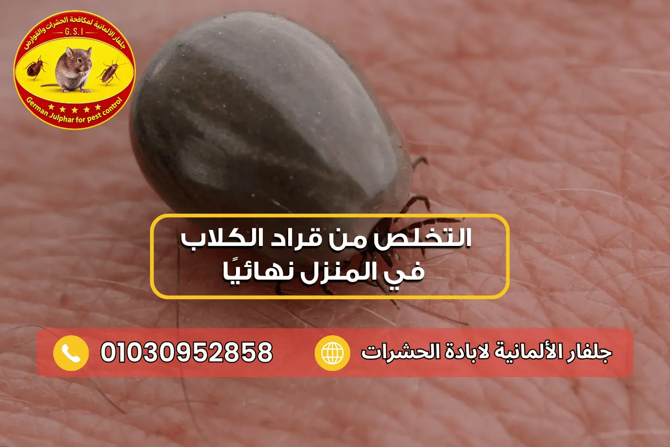 اضرار قراد الكلاب على الإنسان جلفار 01030952858