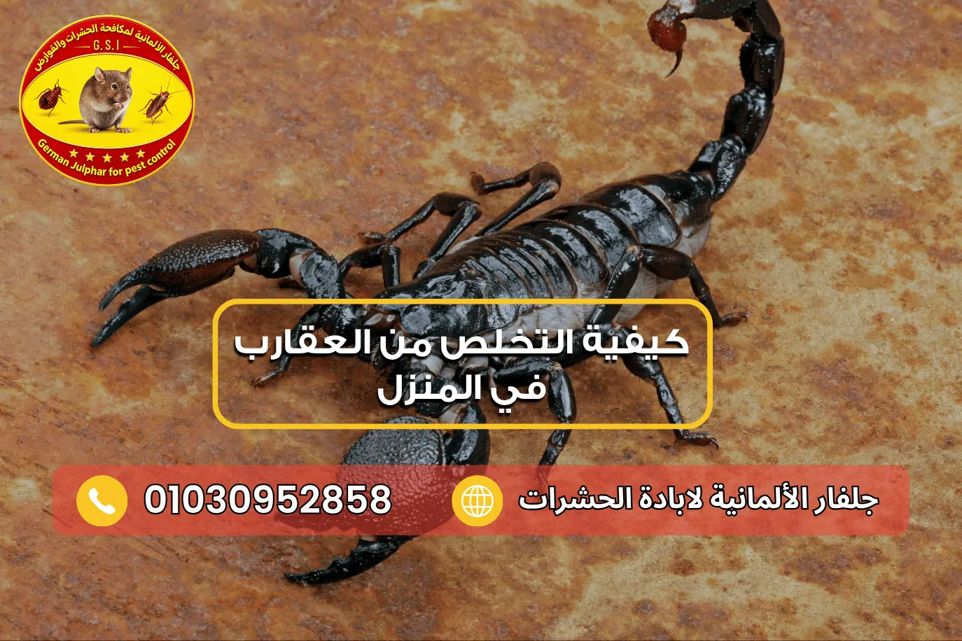 التخلص من العقارب في المنزل مع جلفار 01030952858