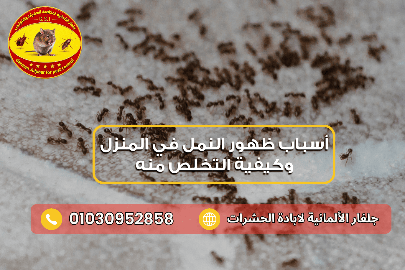 التخلص من النمل الأبيض مع جلفار 01030952858