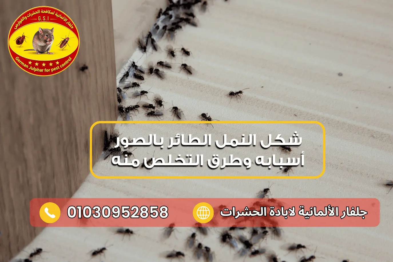 التخلص من النمل الطائر جلفار 01030952858