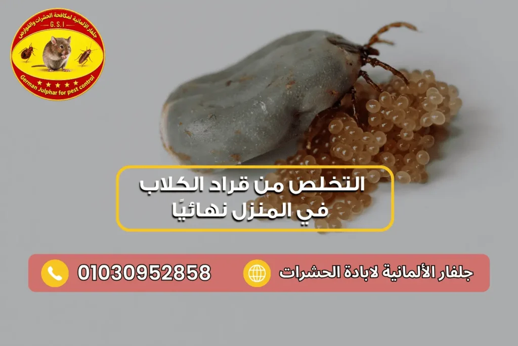 كيفية التخلص من قراد الكلاب في المنزل نهائيًا جلفار 01030952858