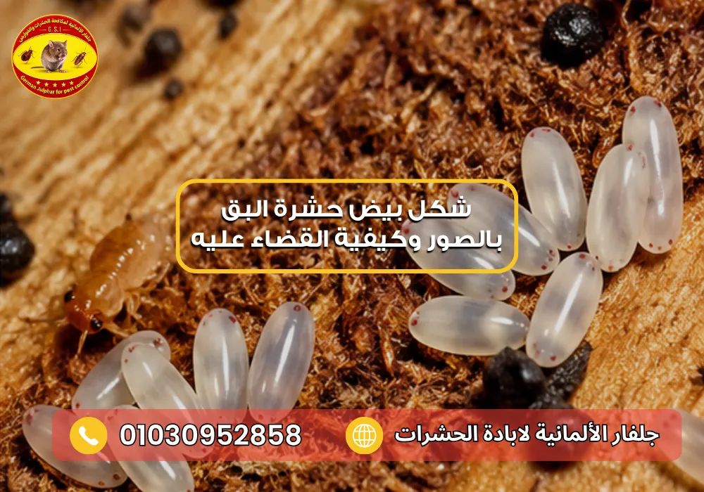 القضاء على البق نهائياً جلفار 01030952858