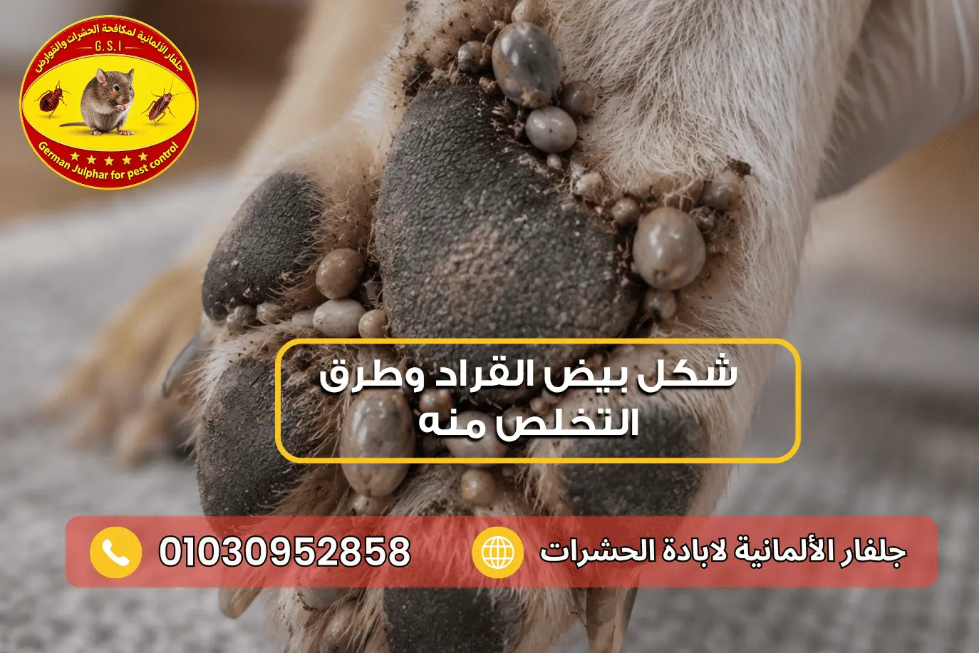 تعرف على أماكن اختباء القراد جلفار 01030952858