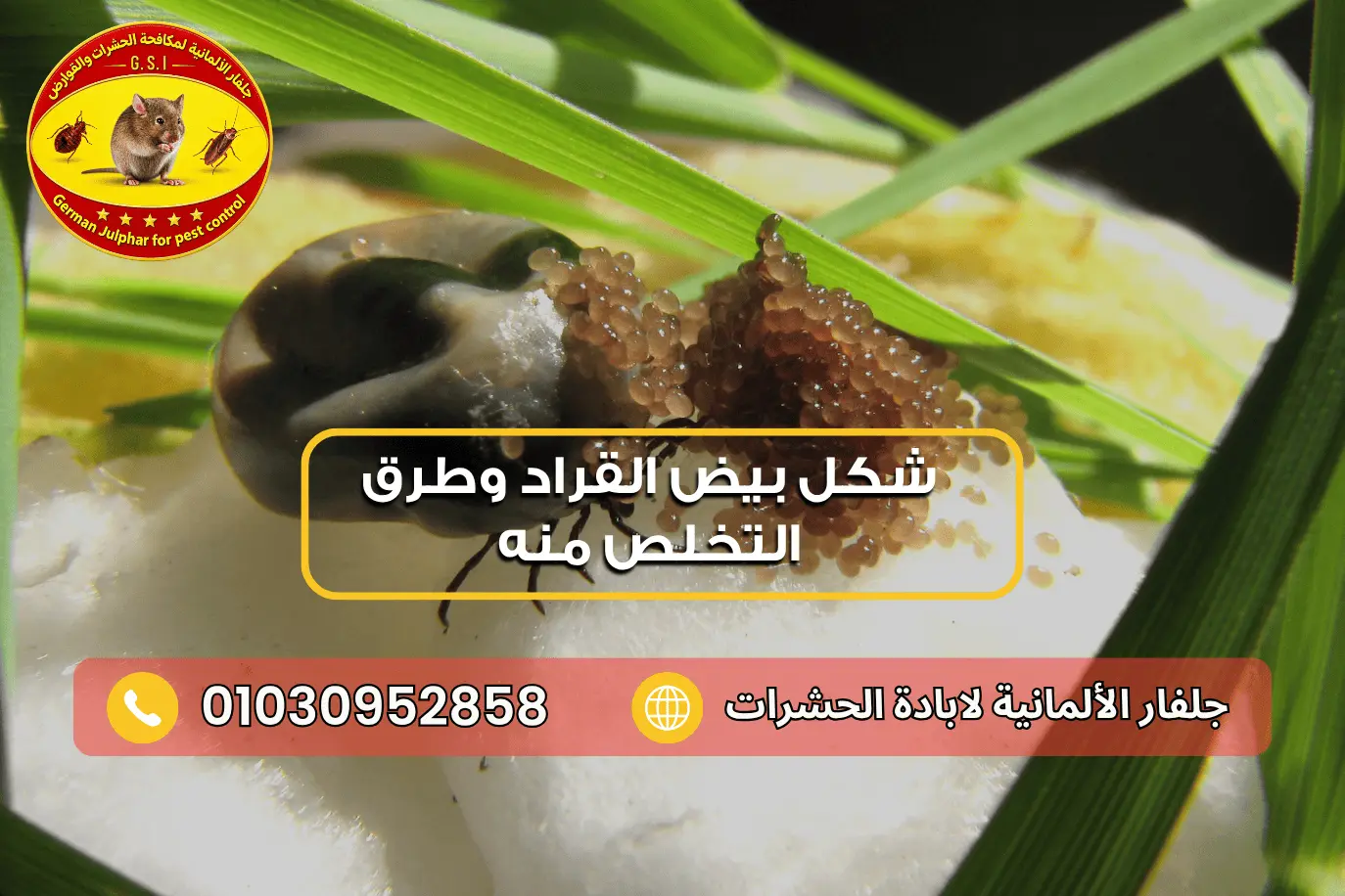 تعرف معنا أين يضع القراد البيض جلفار 01030952858