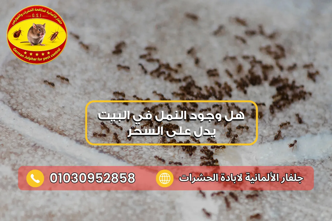 حقيقة علاقة النمل بالسحر والحسد مع جلفار 01030952858