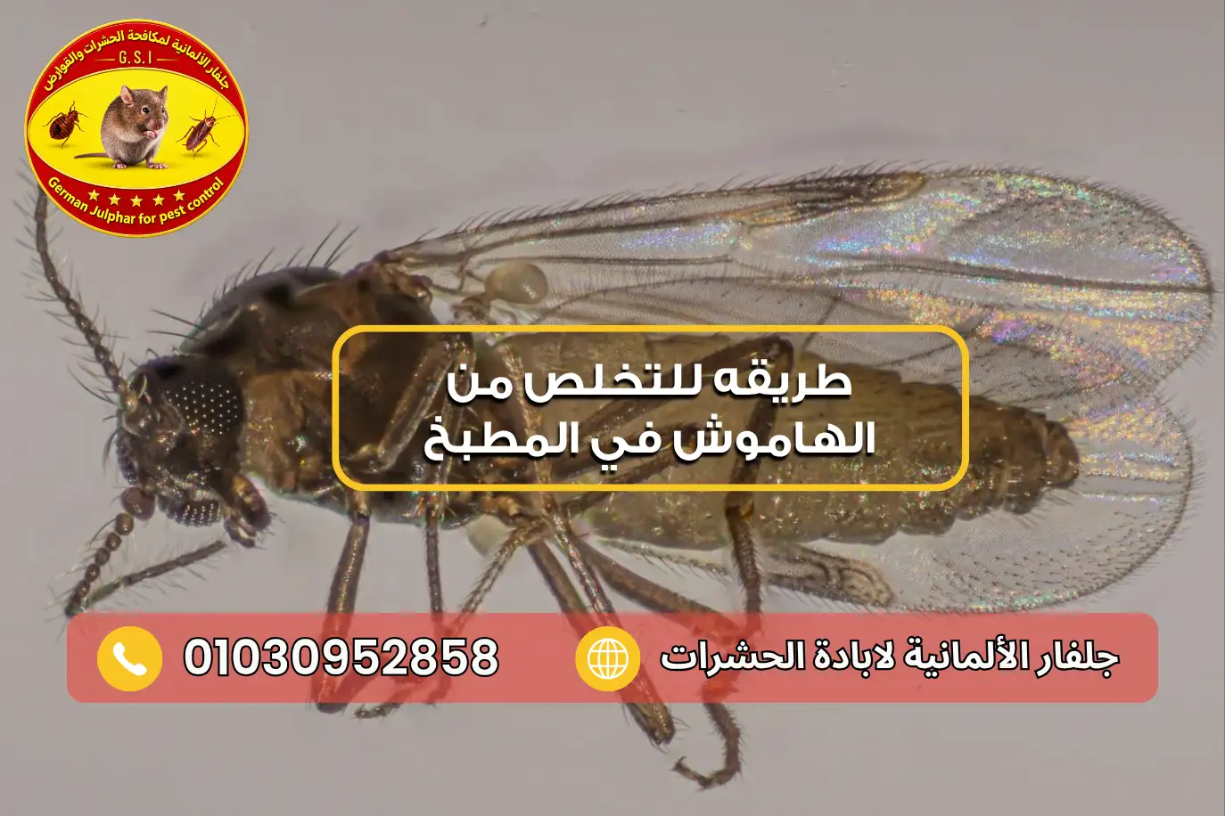 صورة الهاموش القارص حل الهاموش في المطبخ مع جلفار 01030952858