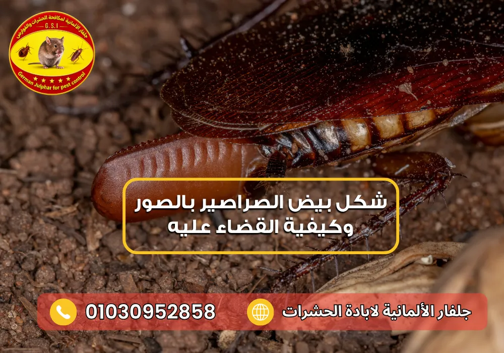 سبب ظهور الصراصير الصغيرة في المنزل مع جلفار 01030952858