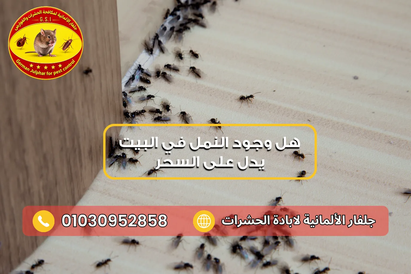 سبب ظهور النمل في البيت فجأة مع جلفار 01030952858