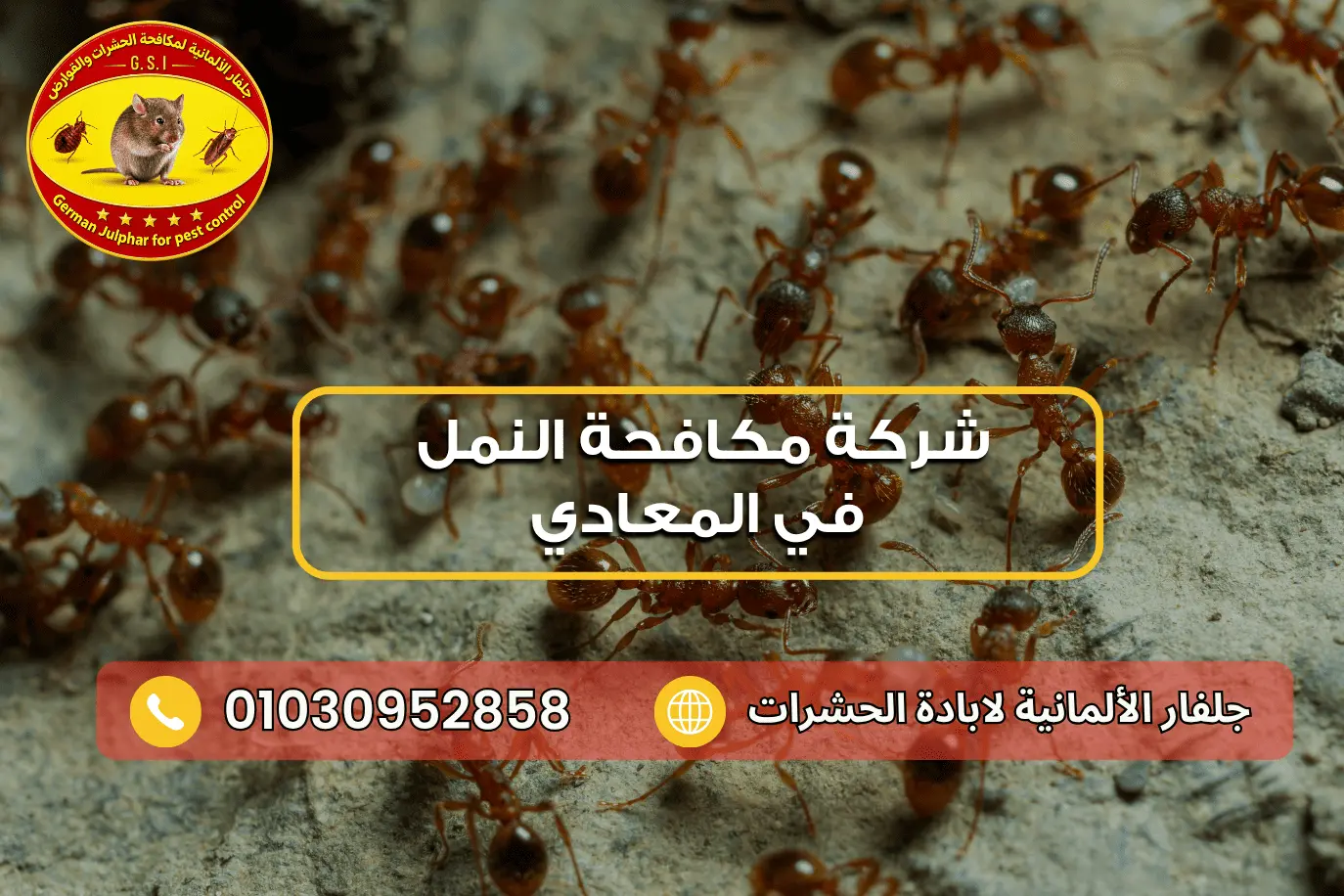 شركة رش النمل في المعادي جلفار 01030952858