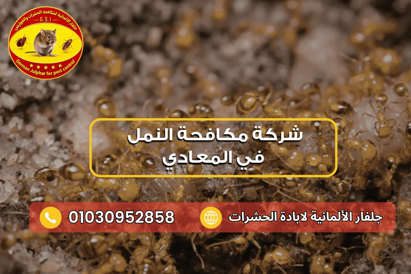 شركة مكافحة النمل الابيض في المعادي جلفار 01030952858