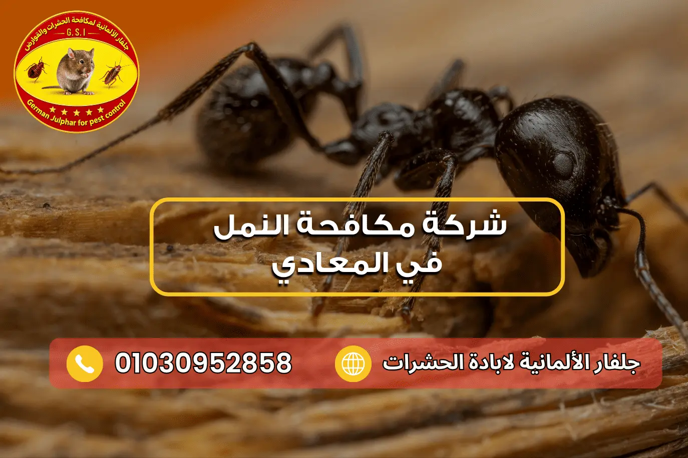 شركة مكافحة النمل الاسود في المعادي جلفار 01030952858