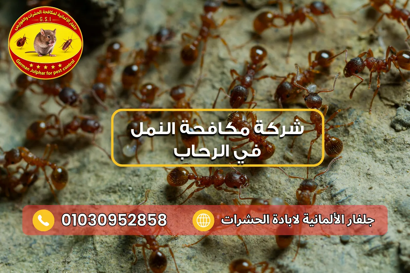 شركة مكافحة النمل في الرحاب مع جلفار 01030952858