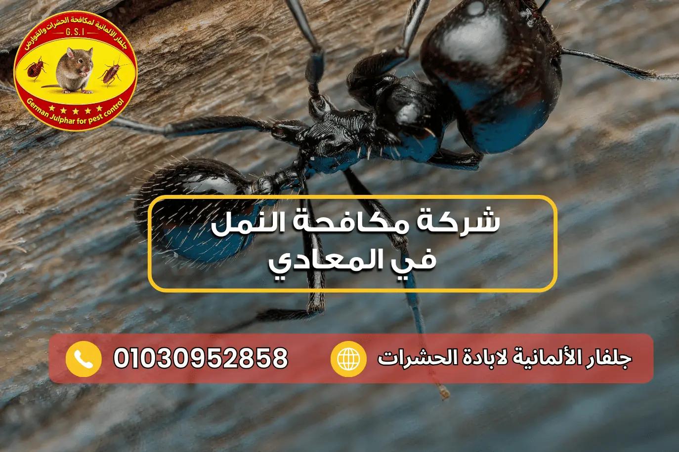 شركة مكافحة النمل في المعادي جلفار 01030952858