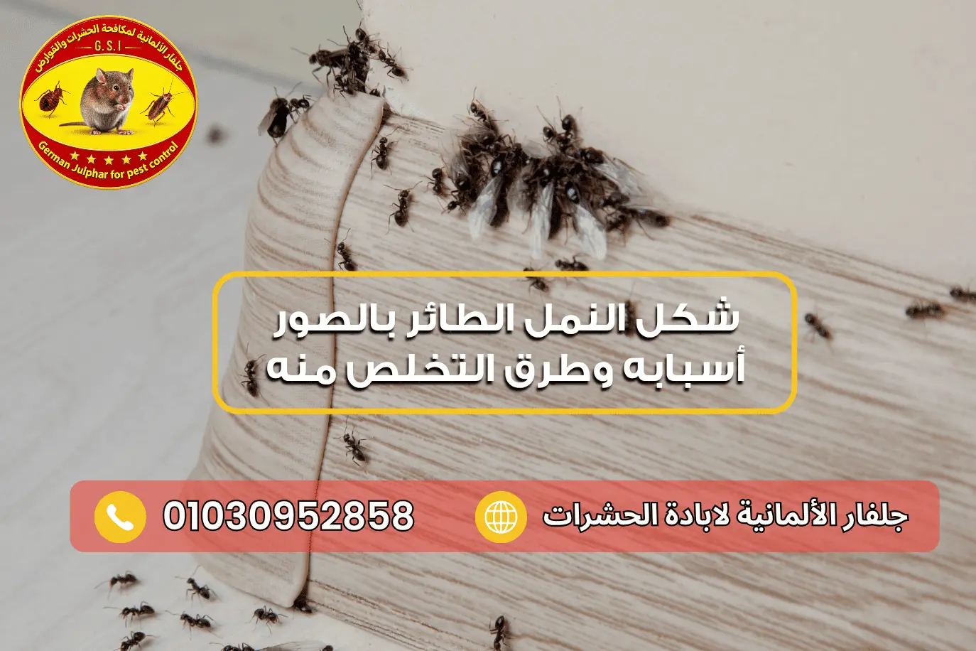 شكل النمل الطائر جلفار 01030952858