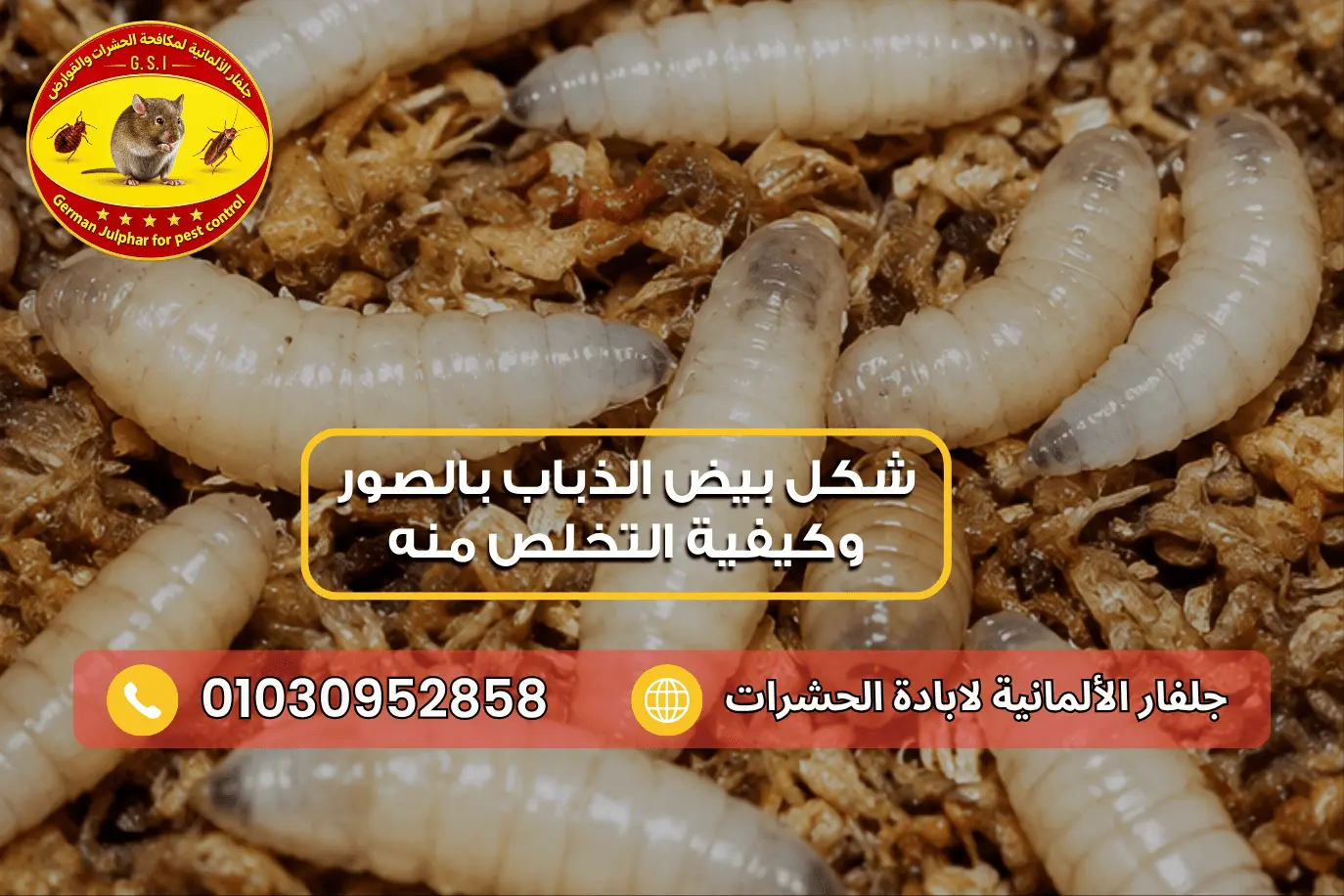 شكل بيض الذباب الأبيض المتجمع على مادة عضوية رطبة