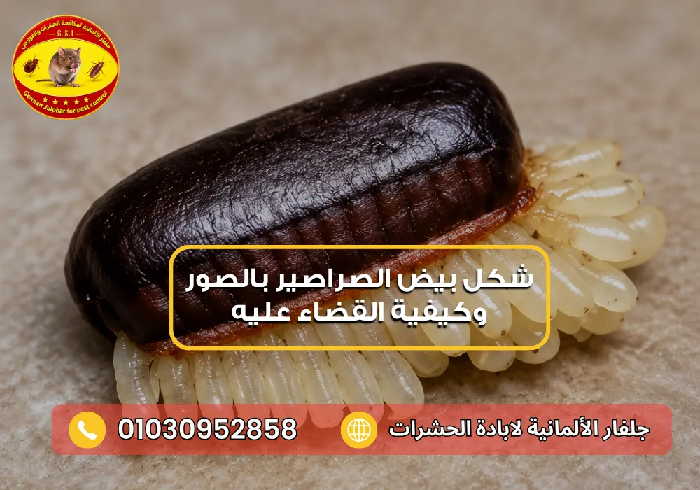 شكل بيض الصراصير الصغيرة مع جلفار 01030952858