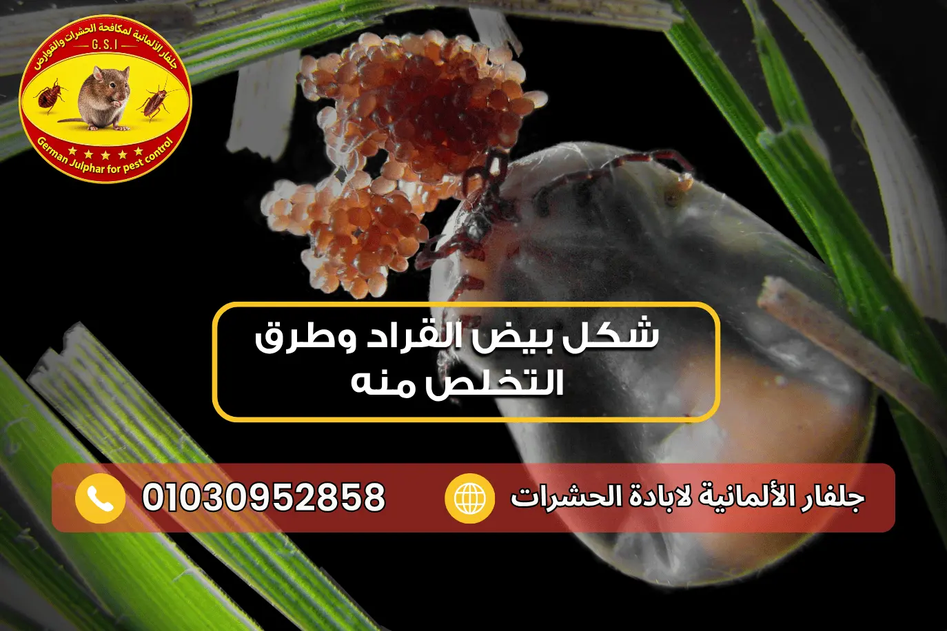 شكل بيض القراد وأماكن وجوده وطرق التخلص منه جلفار 01030952858
