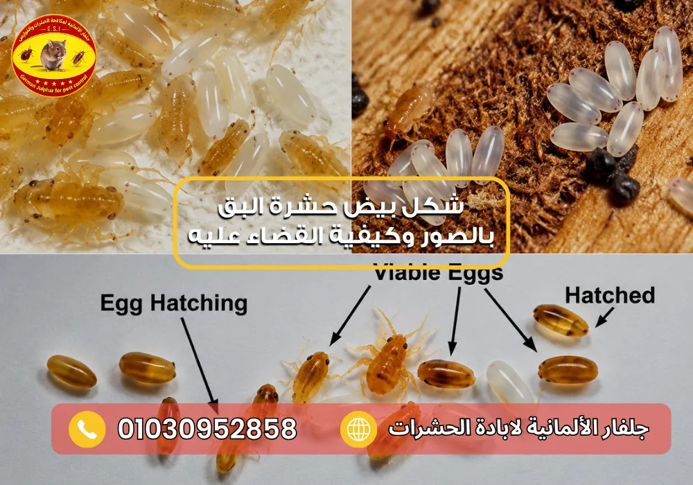 شكل بيض حشرة البق بالصور وأماكن وجوده وطرق التخلص منه
